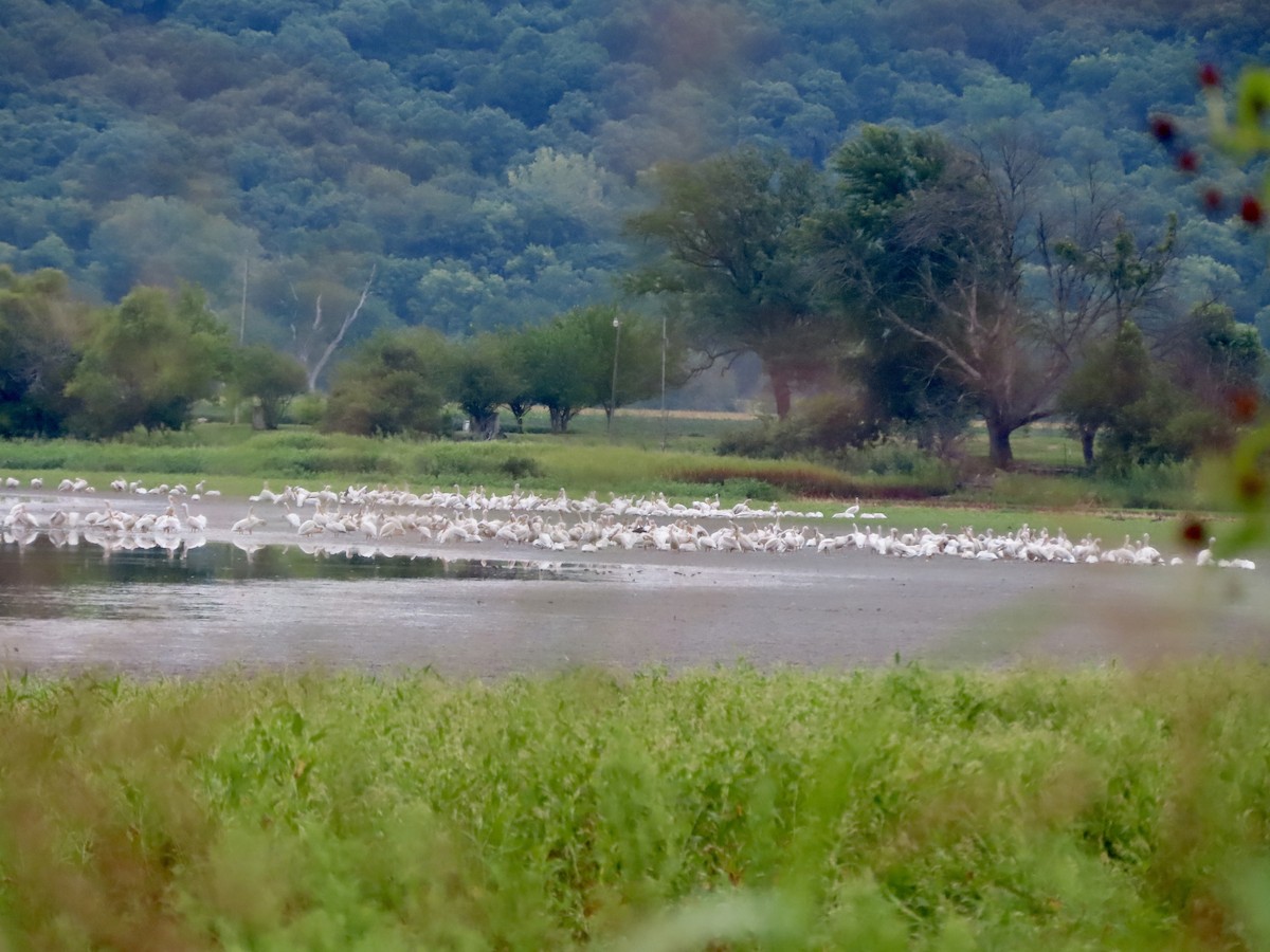 American White Pelican - Lisa Owens