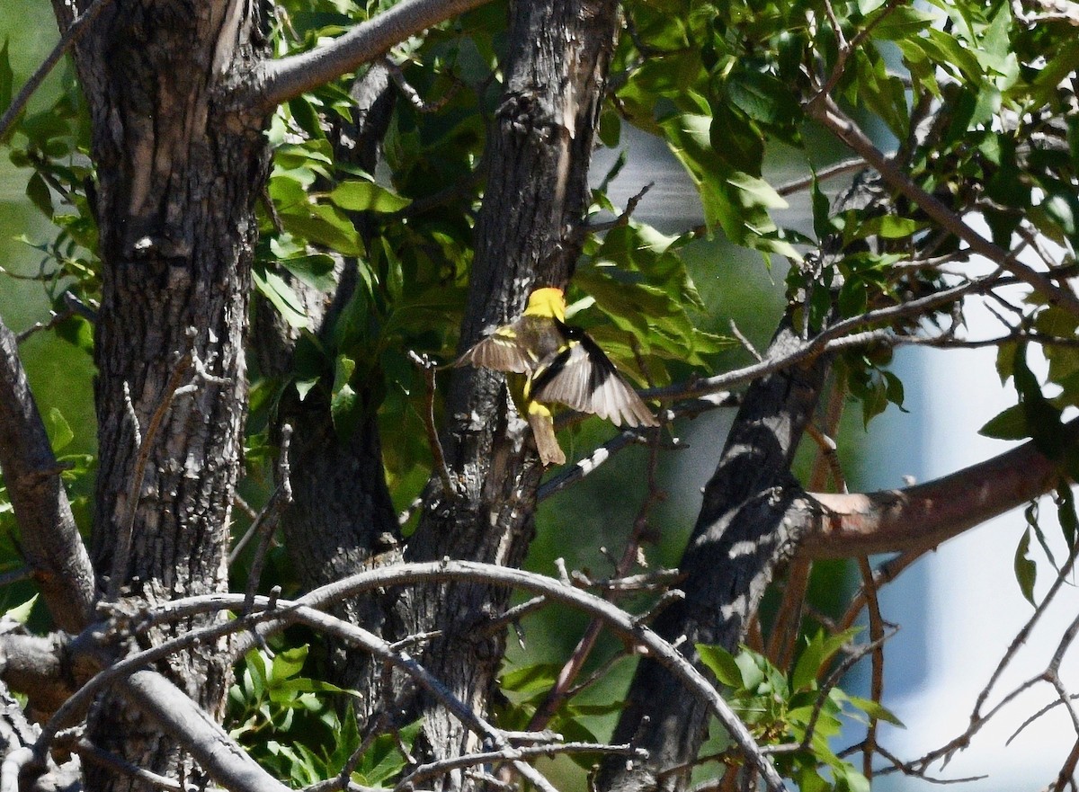 Western Tanager - ML475894541