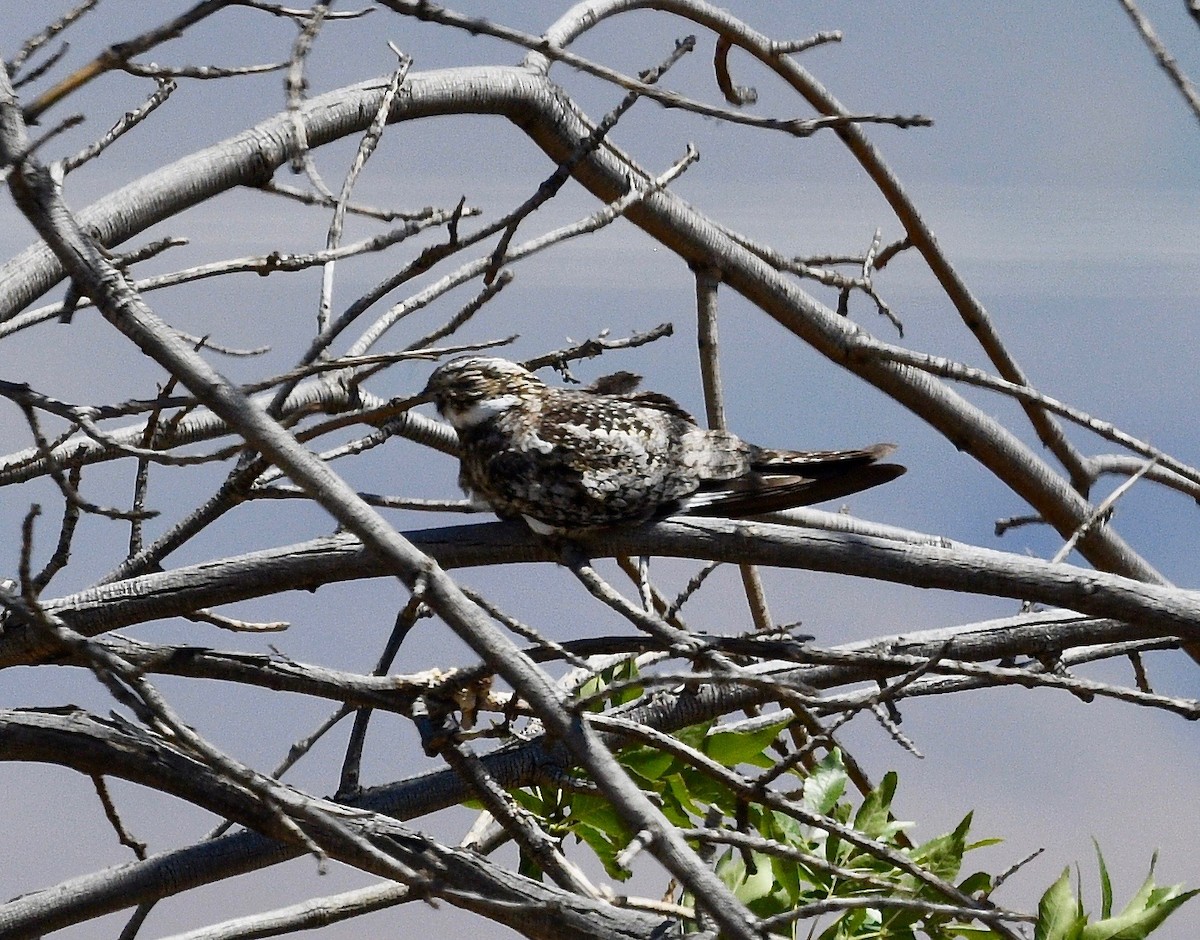 Common Nighthawk - ML475894631