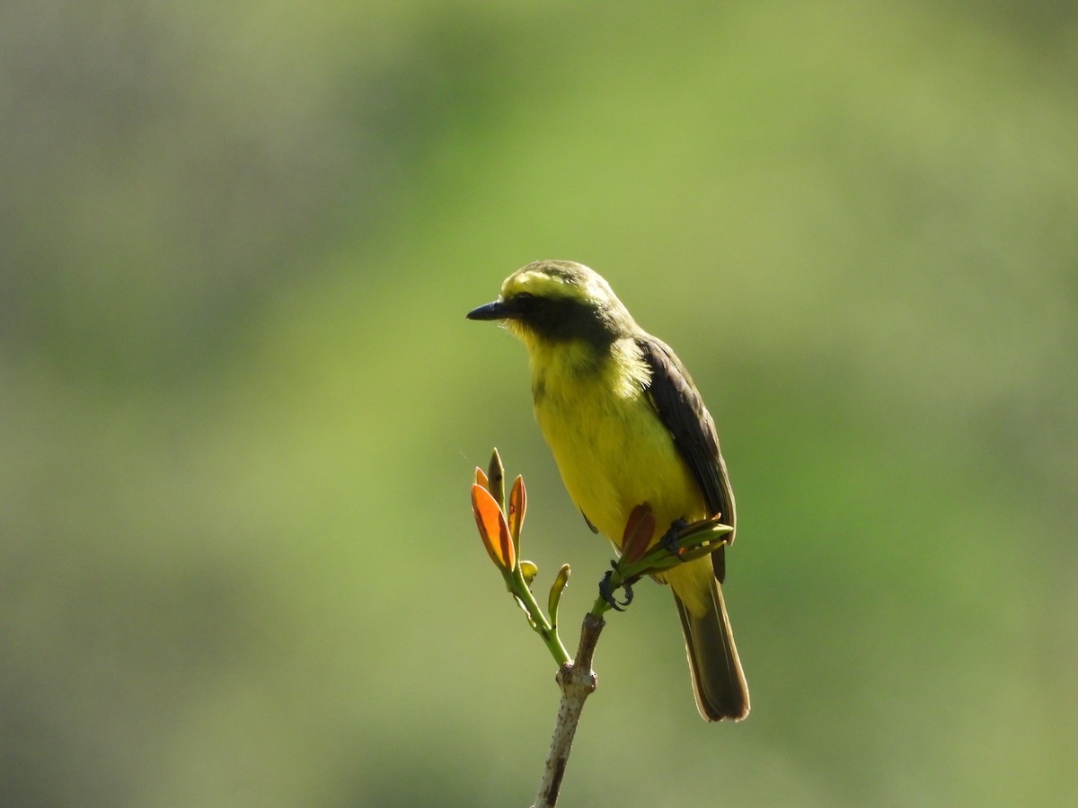 Lemon-browed Flycatcher - ML475895021