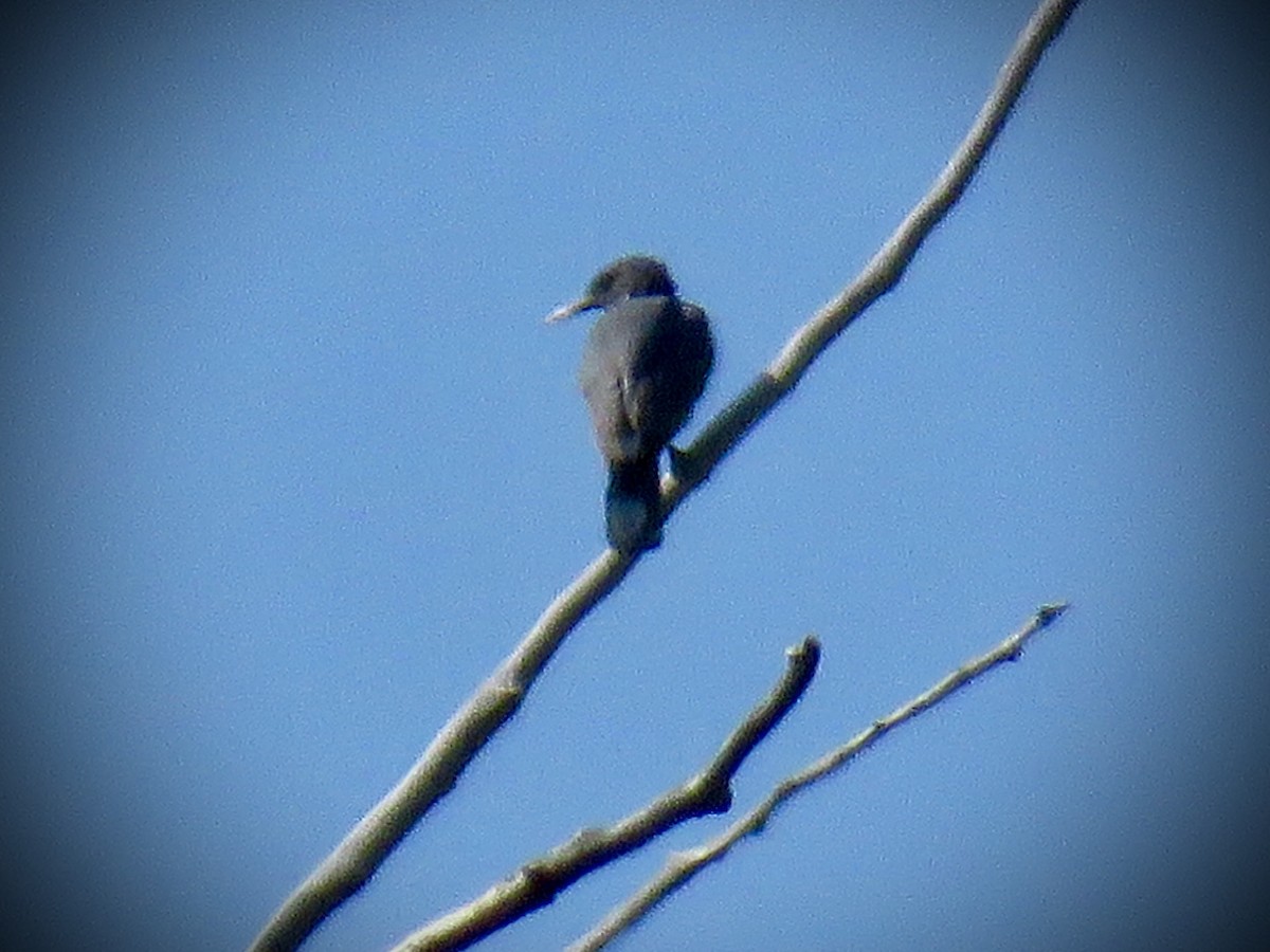 Pinyon Jay - Jim Crumpler