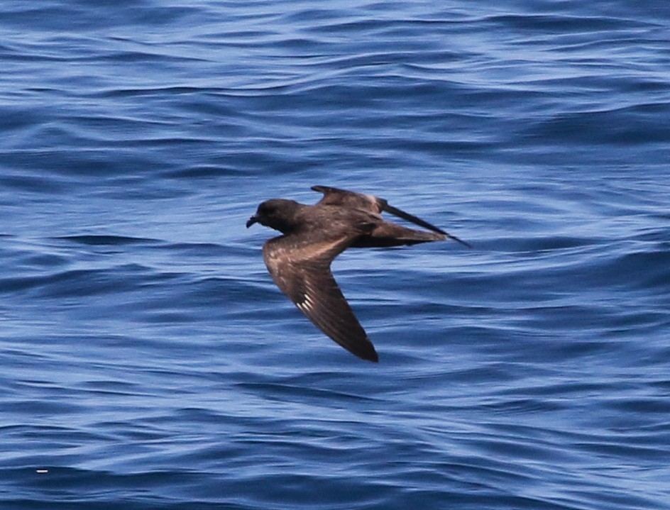 Paíño sp. (Obispillo Oscuro) - ML475896141