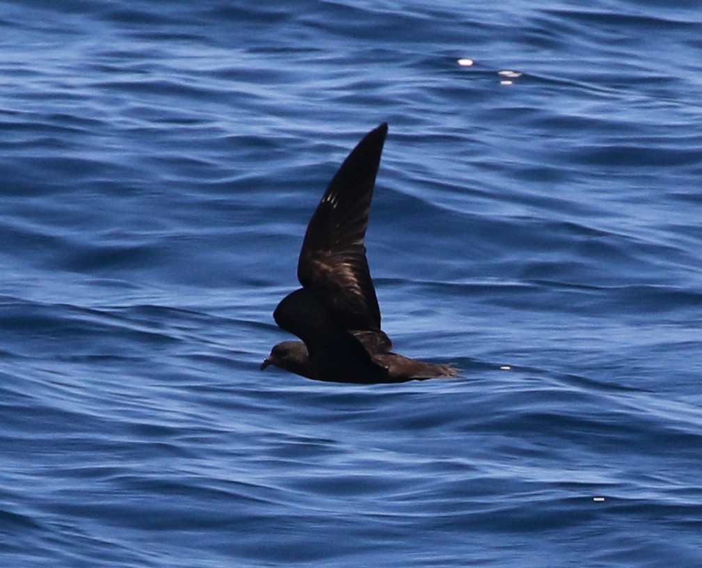 storm-petrel sp. (dark-rumped) - ML475896151