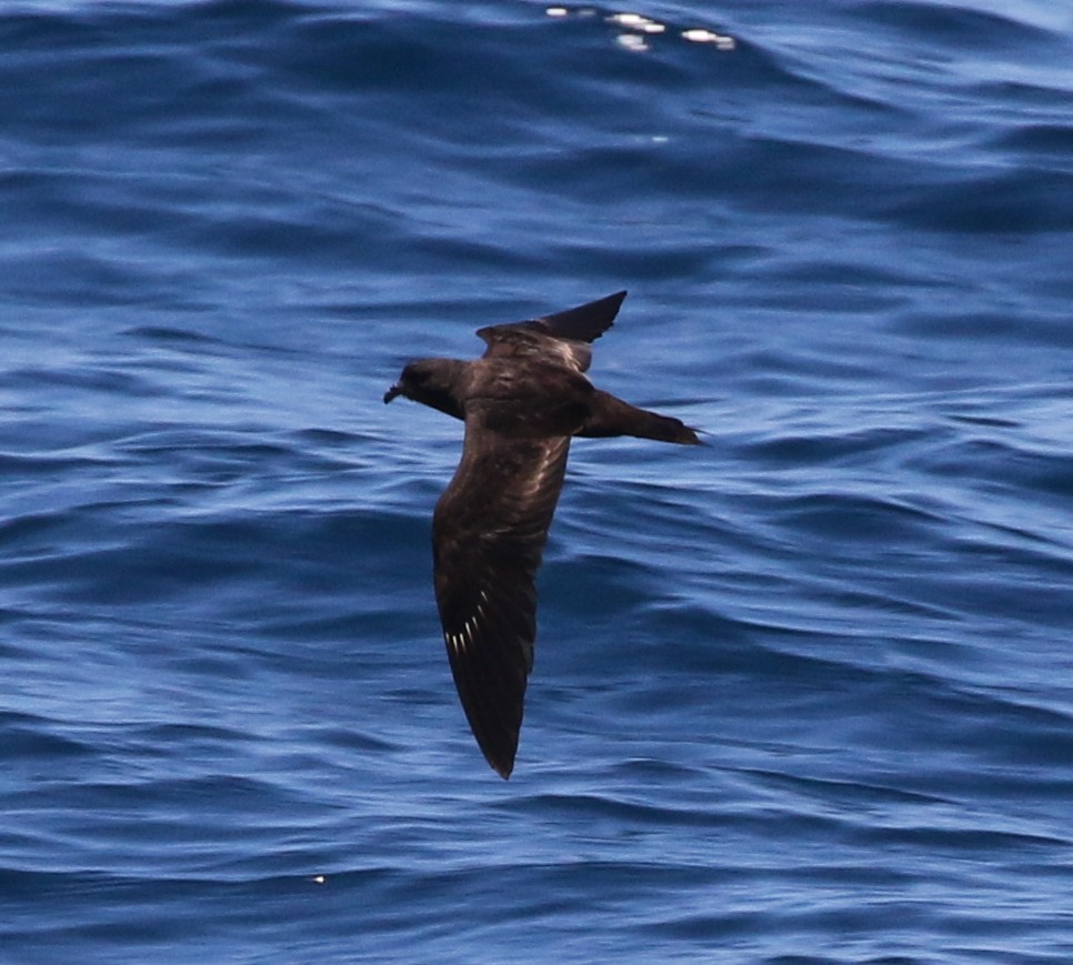 storm-petrel sp. (dark-rumped) - ML475896171