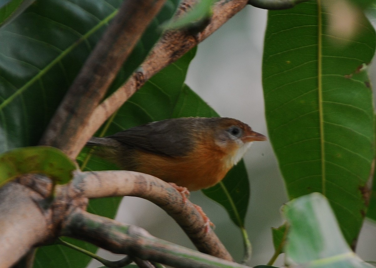 Tawny-bellied Babbler - ML475898651