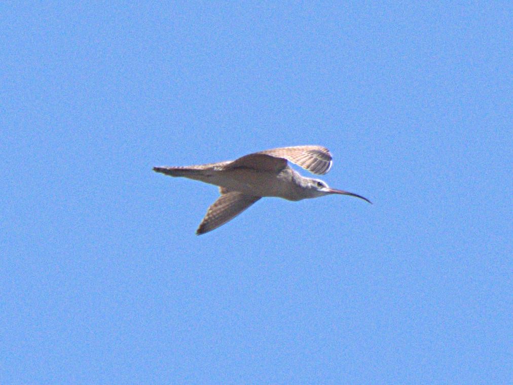 Long-billed Curlew - Rob Worona