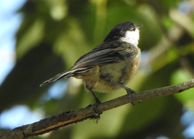 Black-capped Chickadee - Andy Frank