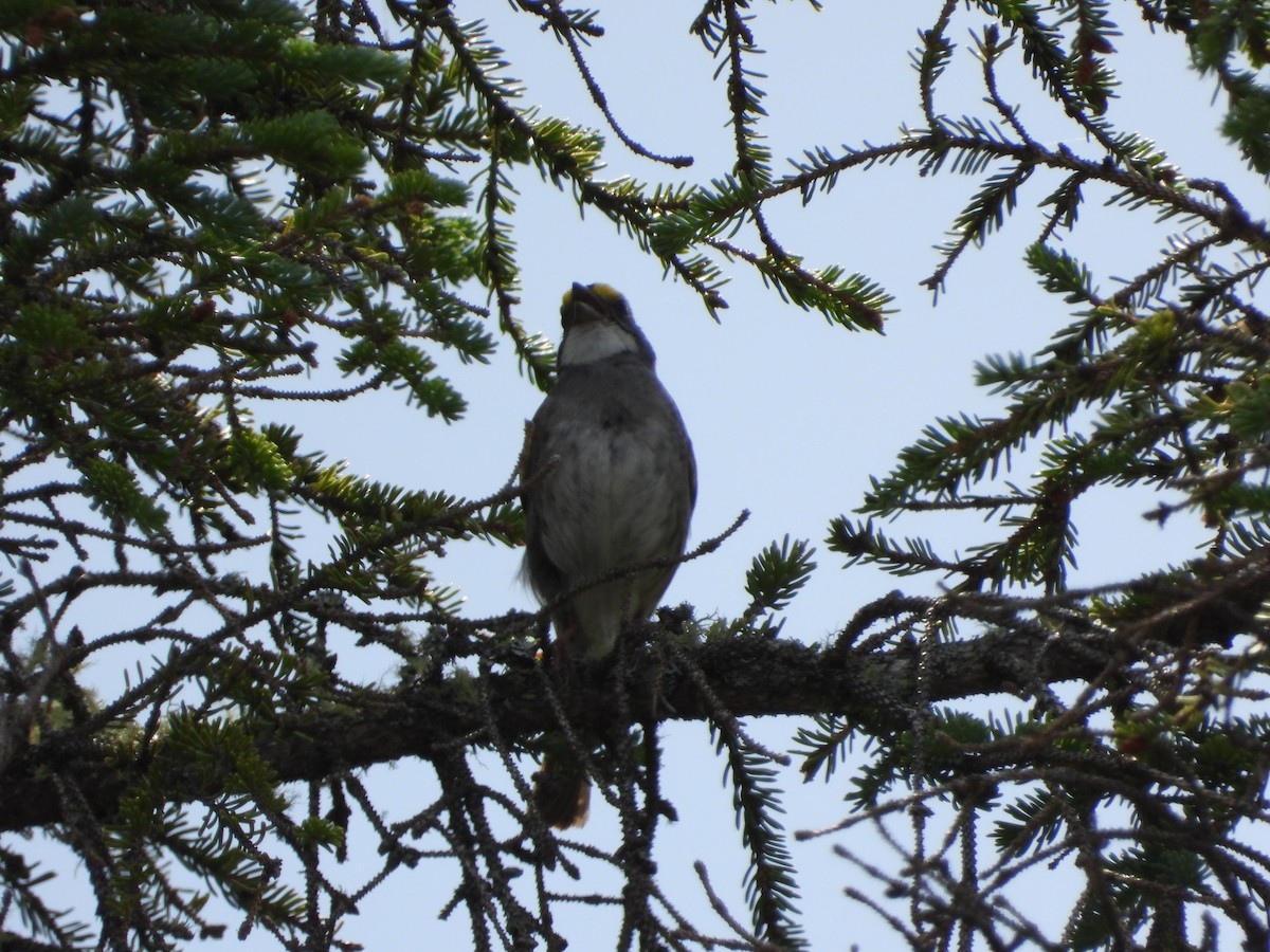 White-throated Sparrow - ML475900101