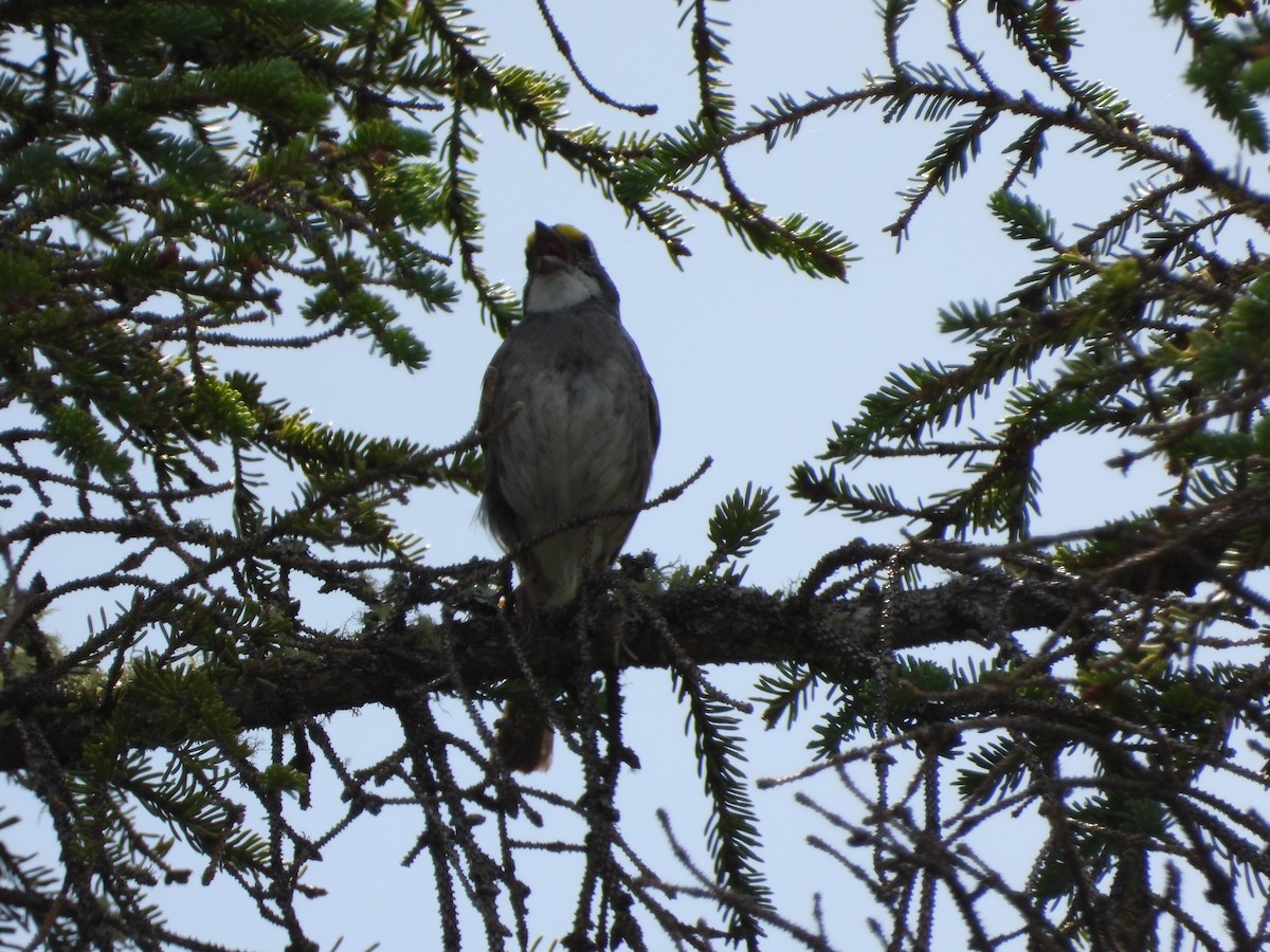 White-throated Sparrow - ML475900131