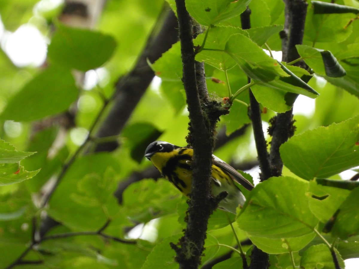 Magnolia Warbler - ML475900201