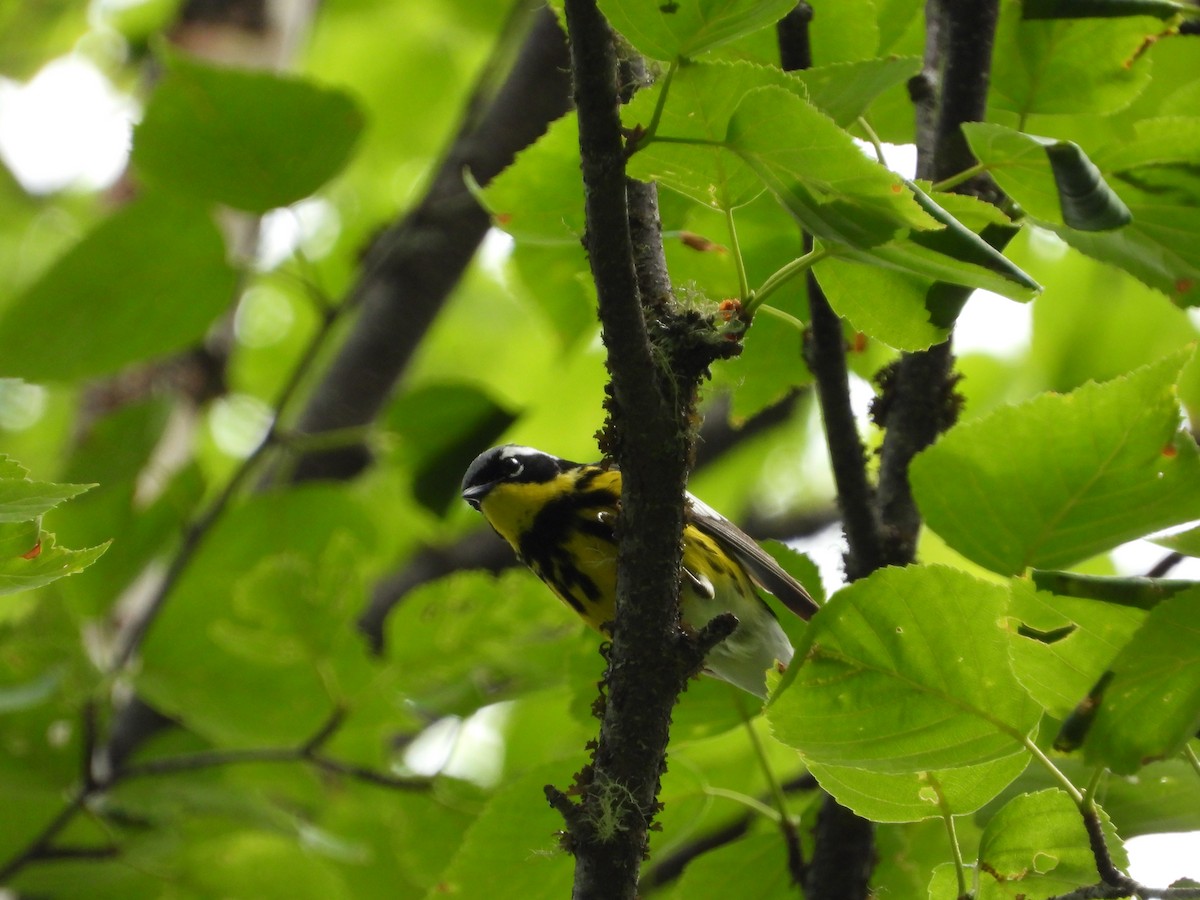 Magnolia Warbler - ML475900211