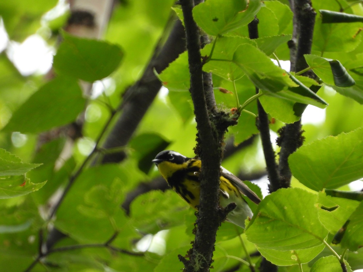 Magnolia Warbler - ML475900221