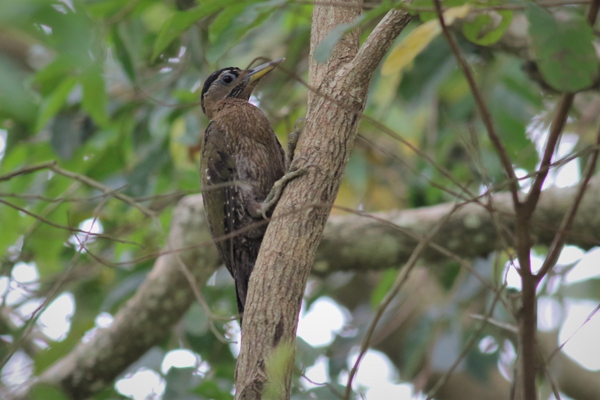Streak-breasted Woodpecker - Chin Choong Liung
