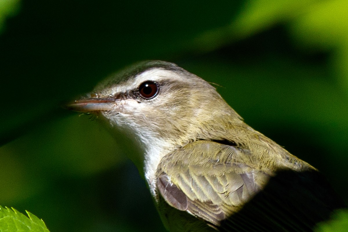 Red-eyed Vireo - ML475900551