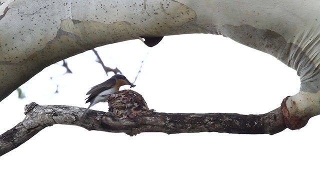 Leaden Flycatcher - ML475901