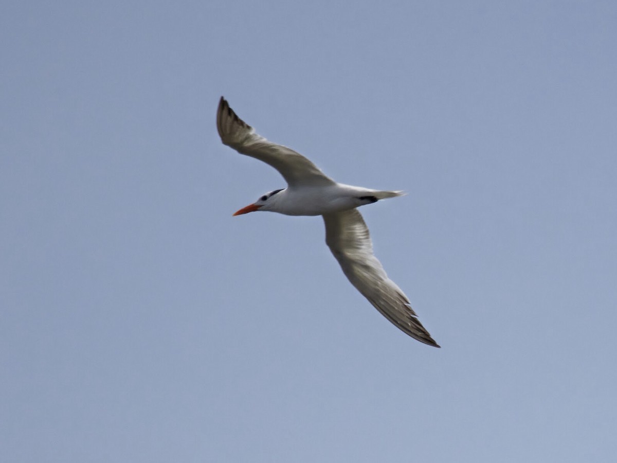 Royal Tern - ML475901381