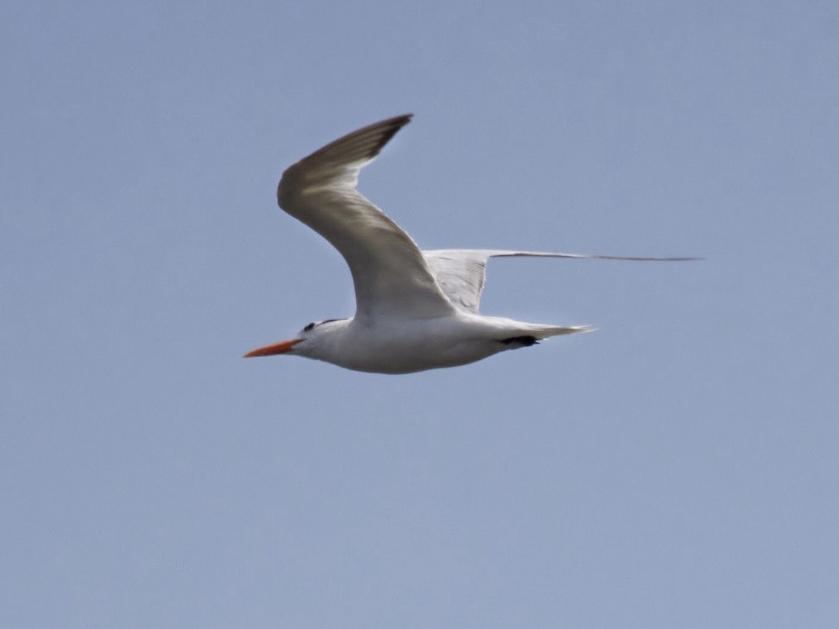Royal Tern - ML475901401