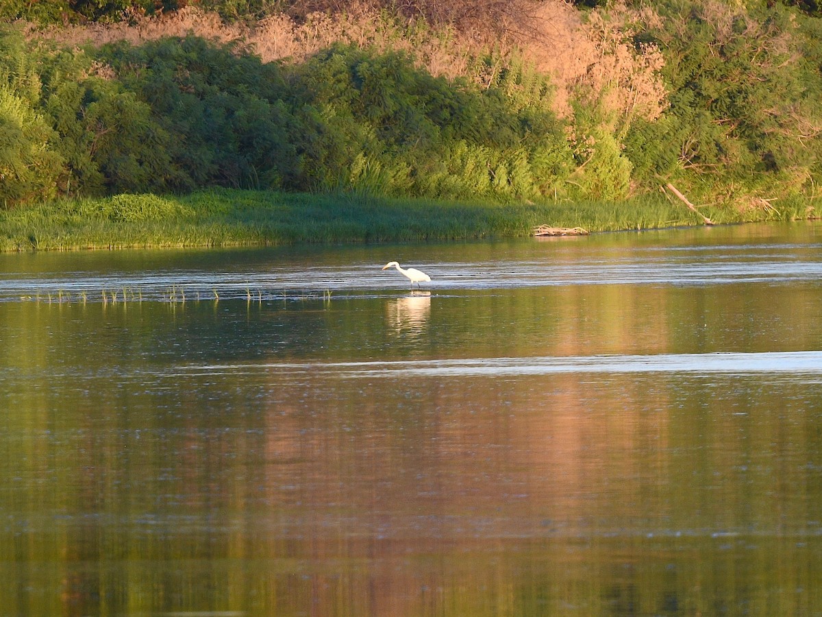 Great Egret - ML475901551