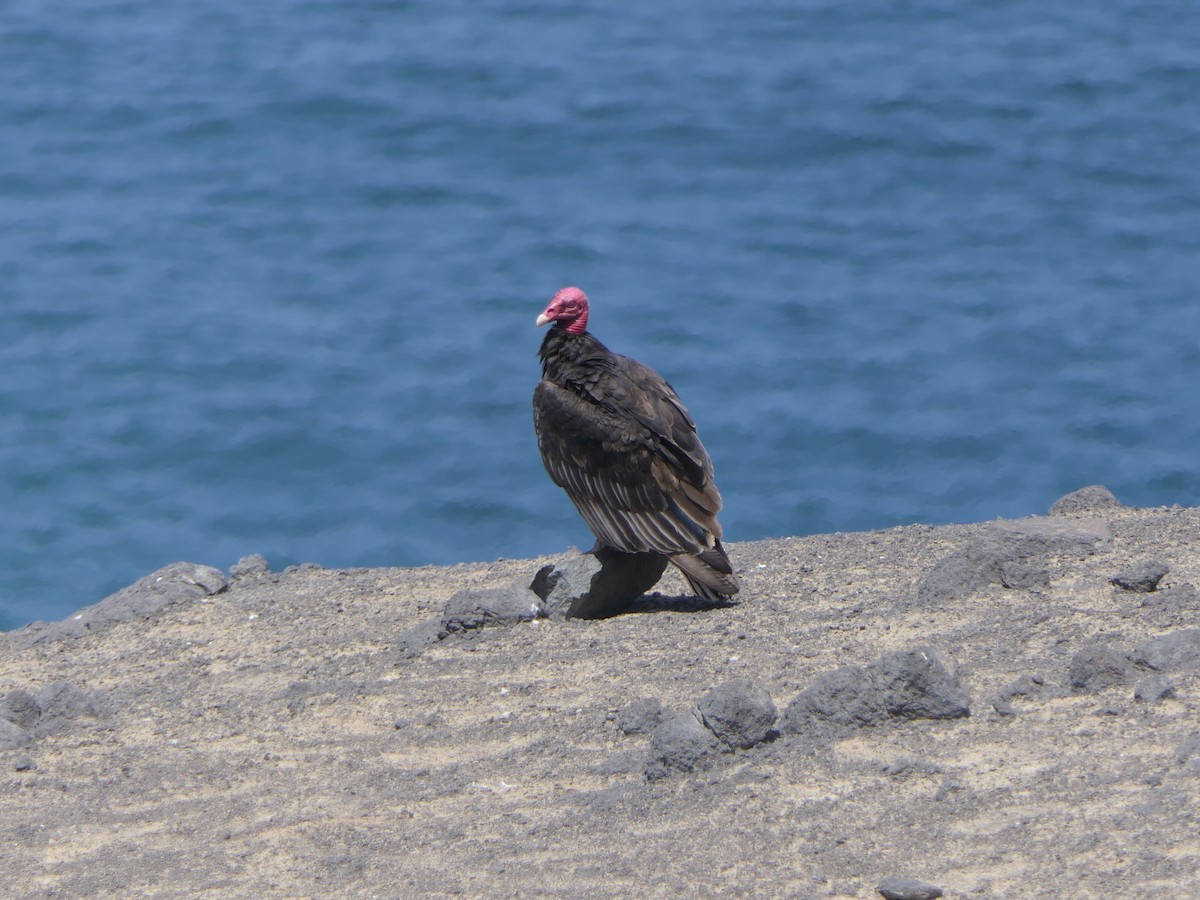 Turkey Vulture - ML475902021