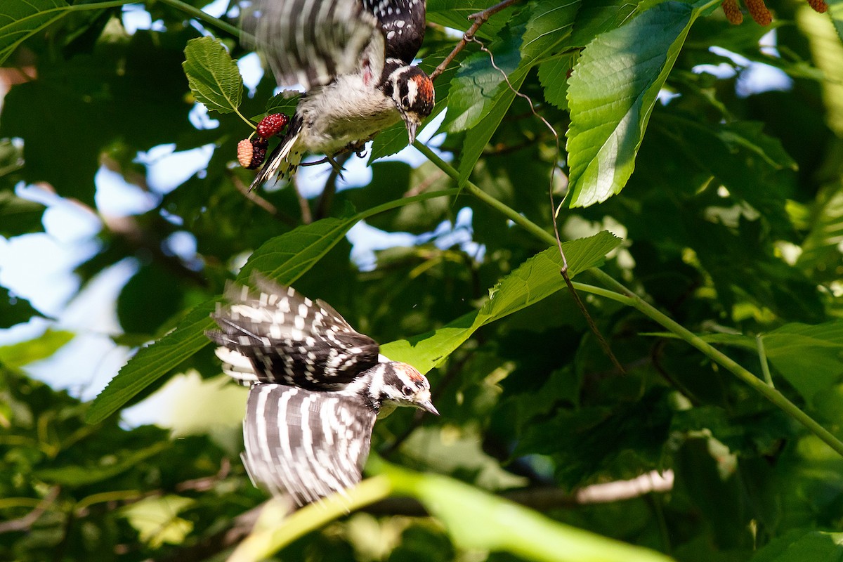 Downy Woodpecker - ML475902321