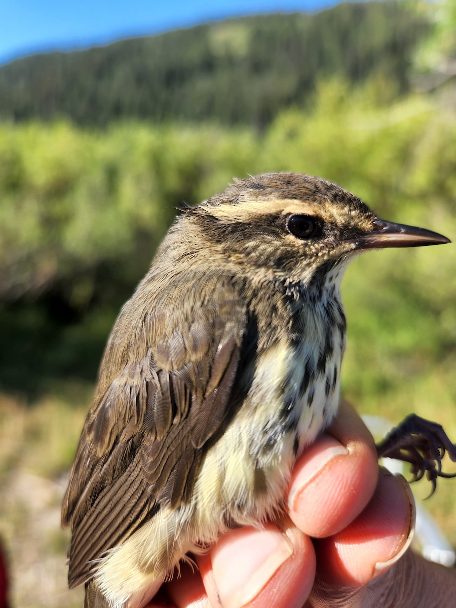 Northern Waterthrush - Adam Cupito