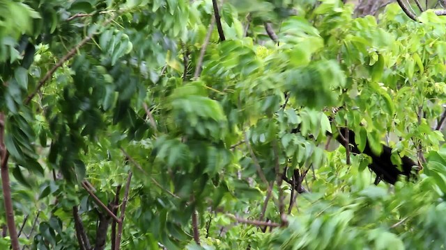 Pheasant Coucal (Pheasant) - ML475905