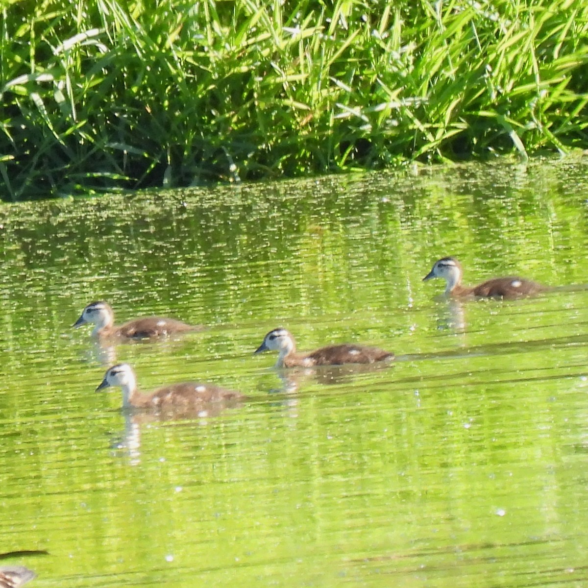 Wood Duck - ML475905231