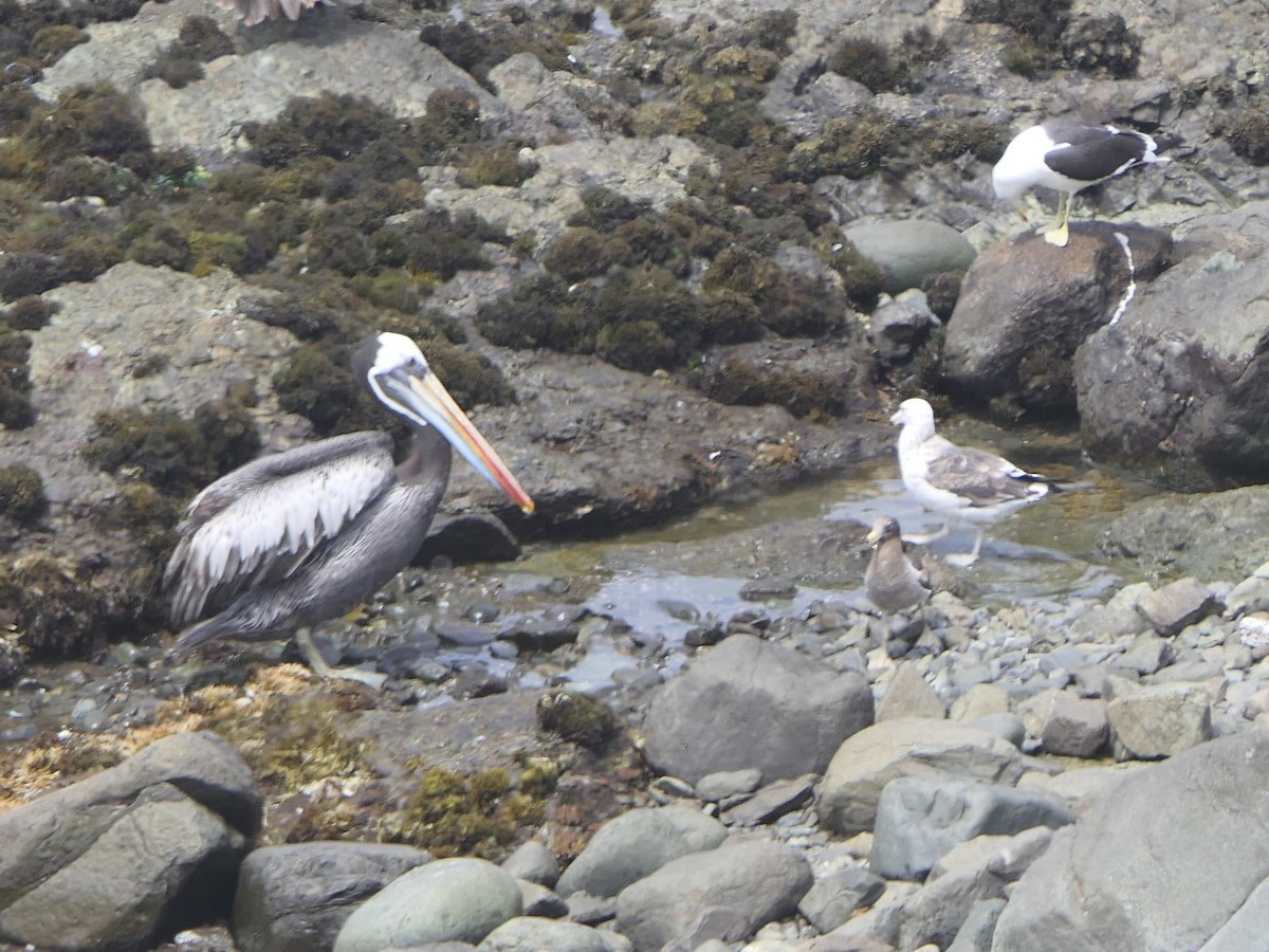 Belcher's Gull - ML475905321