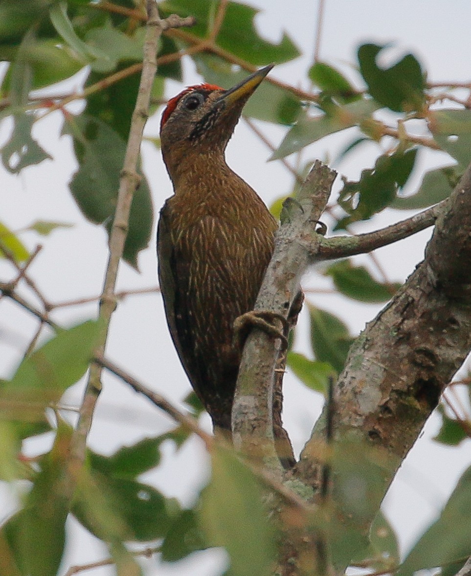 Streak-breasted Woodpecker - ML475905581