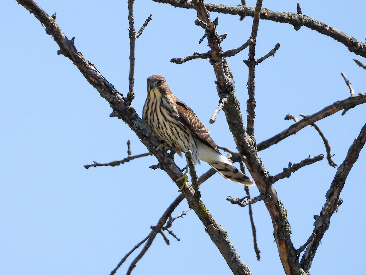 Cooper's Hawk - Haley Gottardo