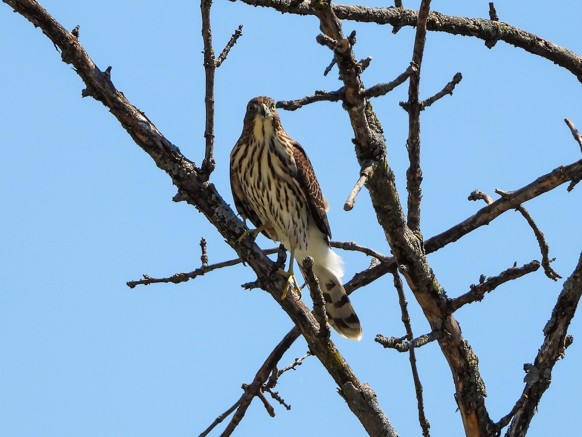 Cooper's Hawk - Haley Gottardo