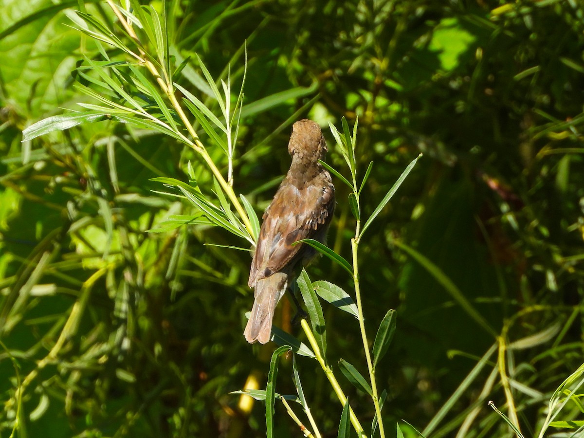 Indigo Bunting - Haley Gottardo