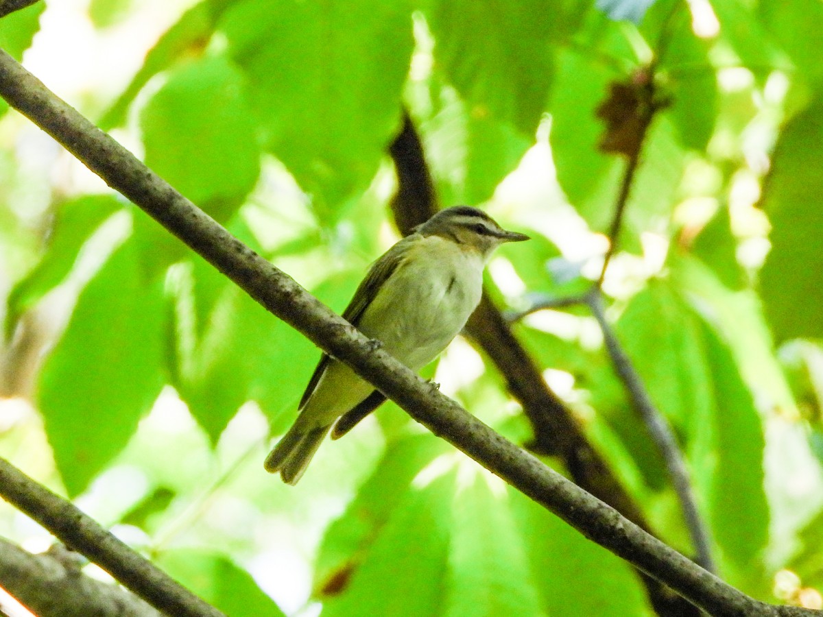 Red-eyed Vireo - Haley Gottardo