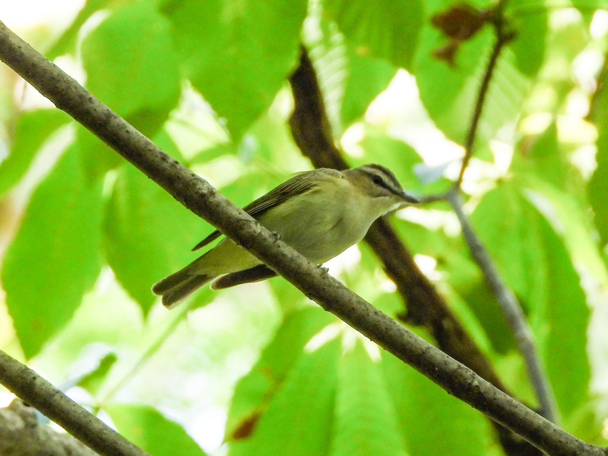 Vireo Ojirrojo - ML475906191