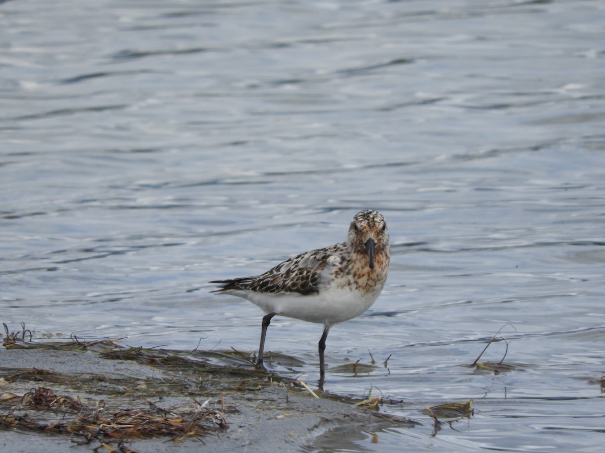 Sanderling - ML475906251