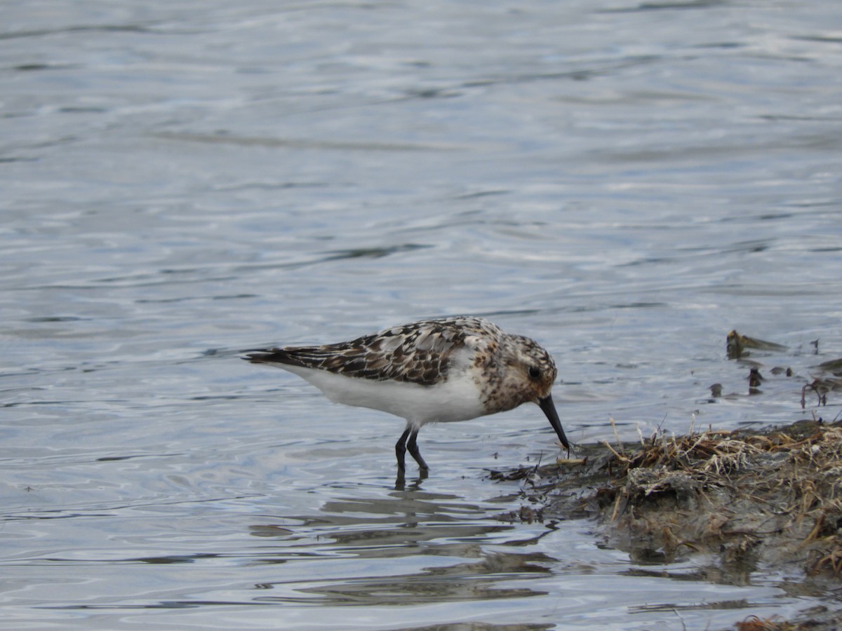Sanderling - ML475906261