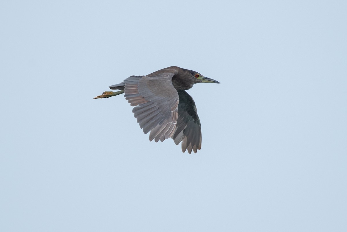 Black-crowned Night Heron - Jing-Yi Lu