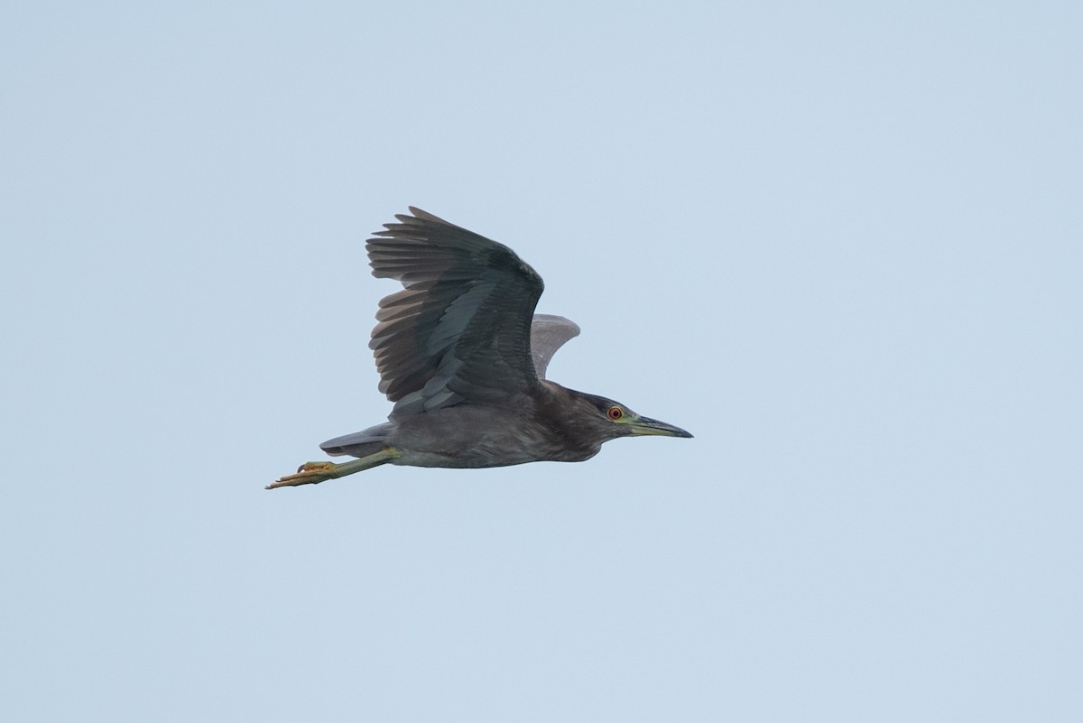 Black-crowned Night Heron - Jing-Yi Lu