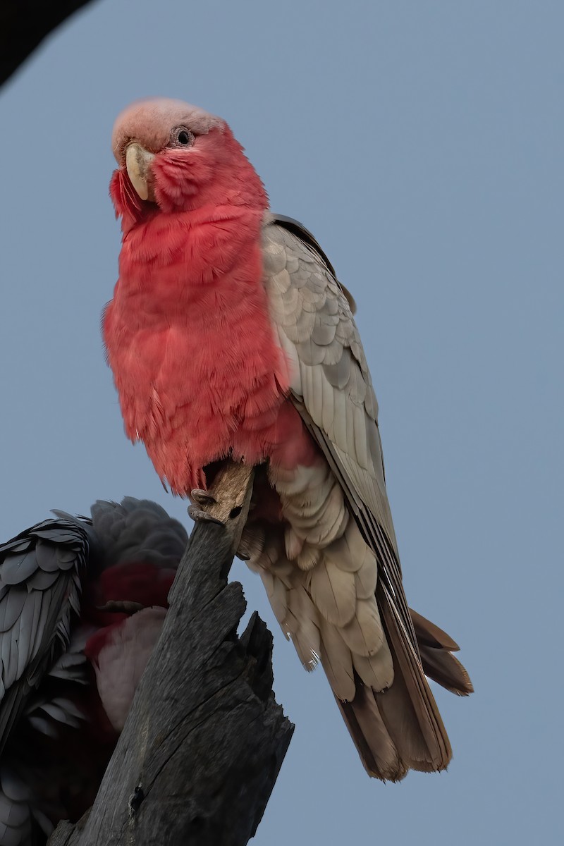 Galah - ML475907531