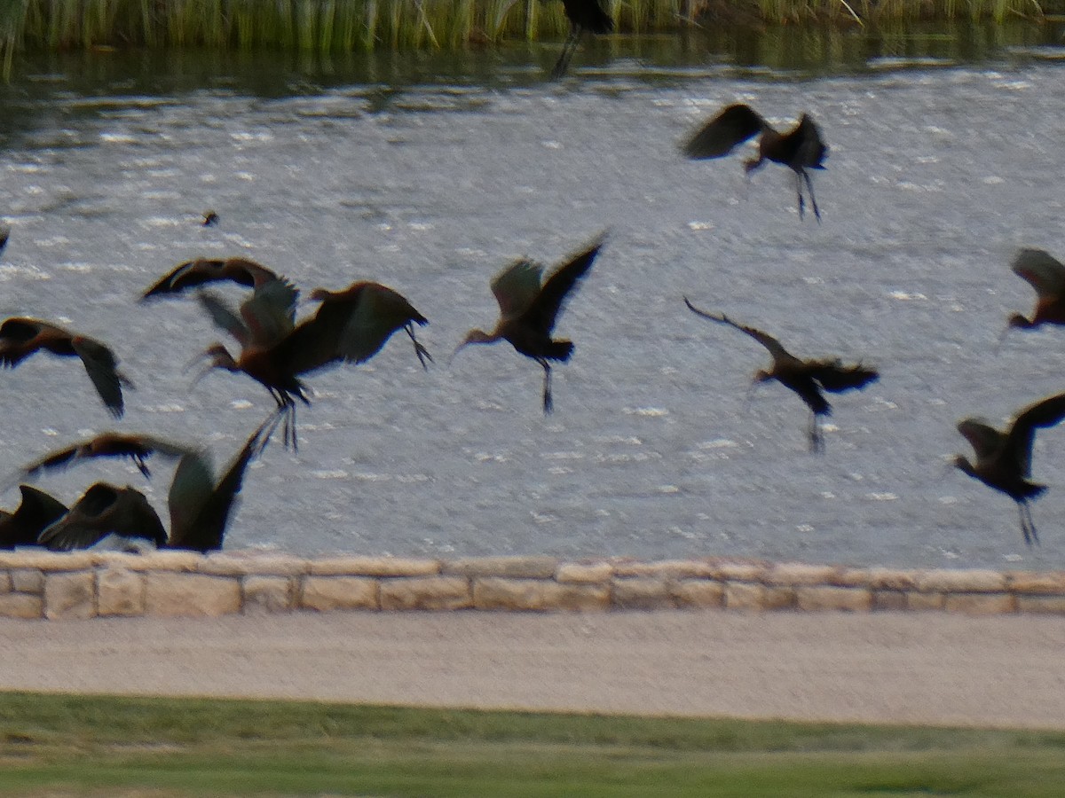 White-faced Ibis - ML475908691