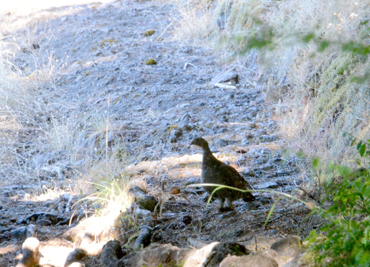 Sooty Grouse - ML475909401
