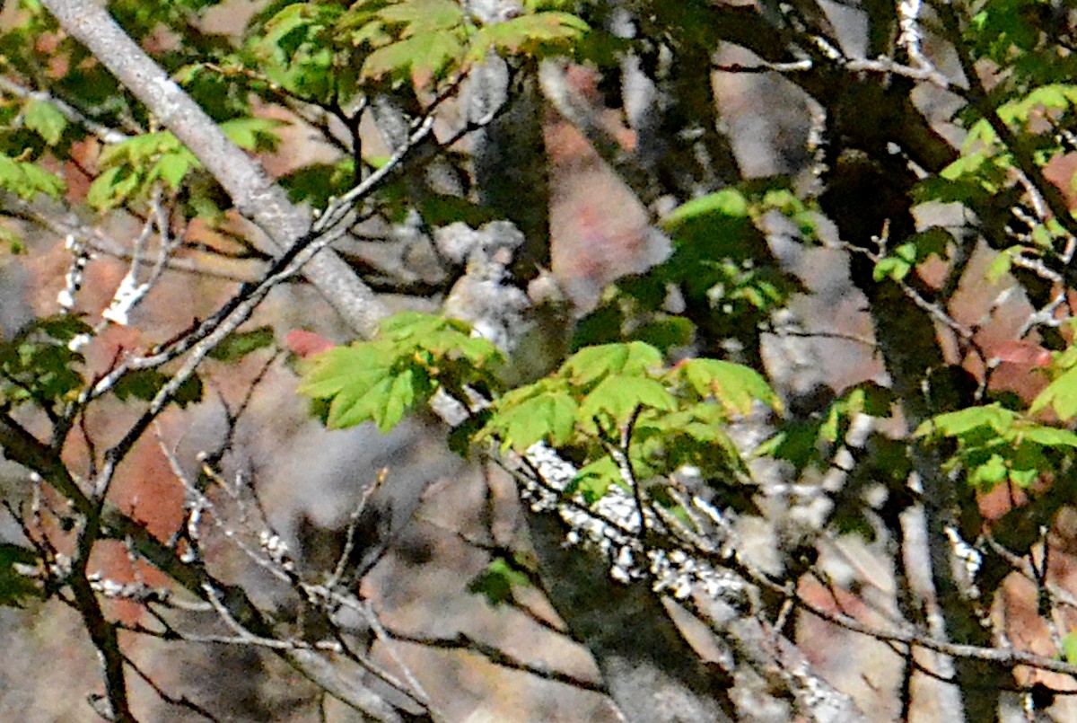 Dark-eyed Junco (Oregon) - ML475909471