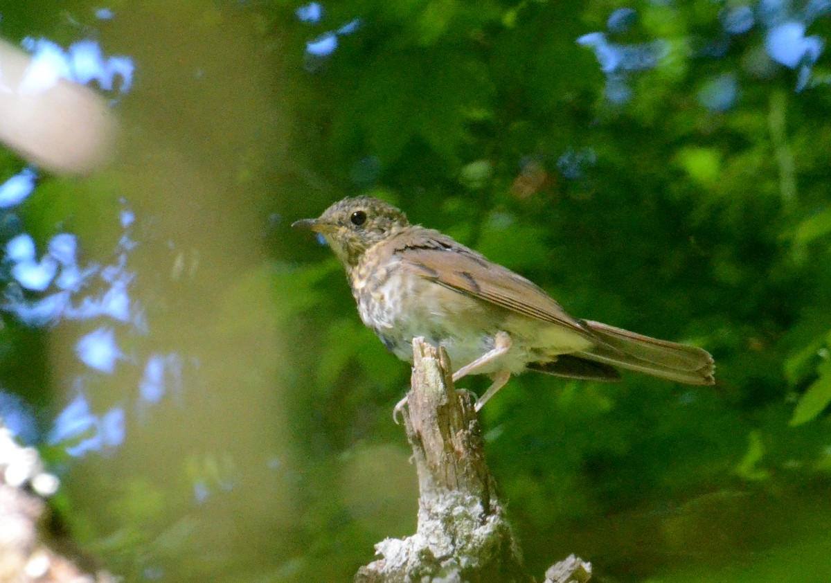 Swainson's Thrush - ML475909481