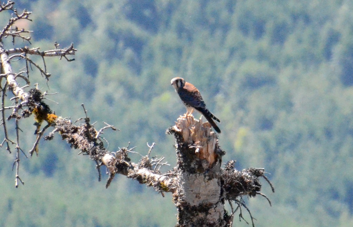 American Kestrel - ML475909531
