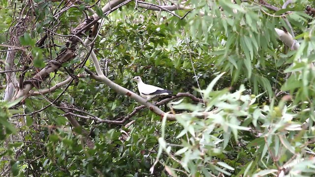 Torresian Imperial-Pigeon - ML475910