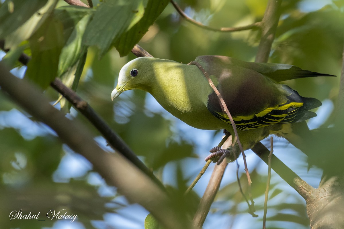 Gray-fronted Green-Pigeon - ML475910191