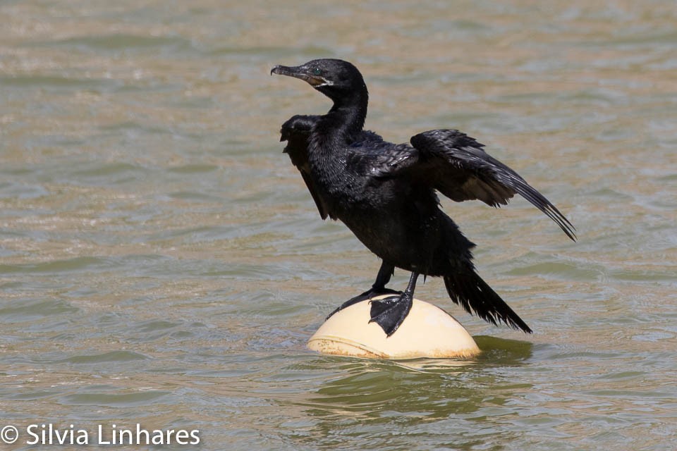 Neotropic Cormorant - ML47591031