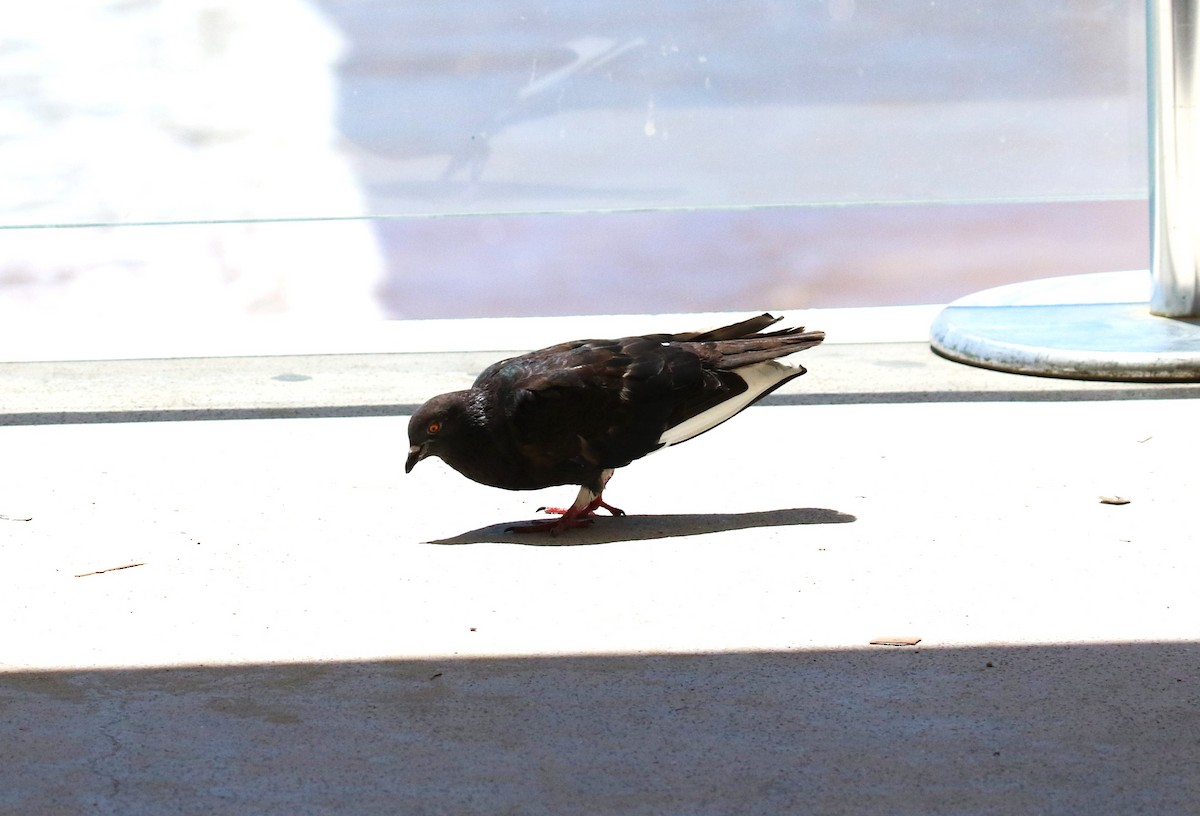Rock Pigeon (Feral Pigeon) - ML475911601