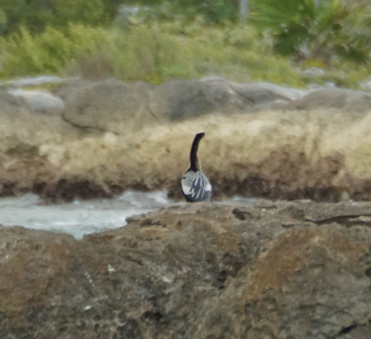 Anhinga - James Ogilvie