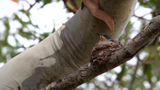 Leaden Flycatcher - ML475912